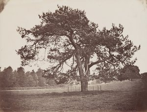 Hamilton Palace Park (Parasol Pine), asi 1858 (foto) od Henri Charles de Rostaing