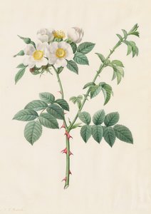 Brier Bush Rose nebo Dog Rose Rosa Leucantha, 1817-1824. od Pierre Joseph Redouté