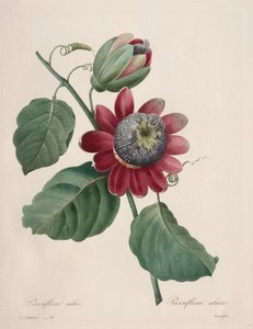 Výběr z nejkrásnějších květin...nejkrásnějších plodů: Passiflore ailee, 1827. od Pierre Joseph Redouté