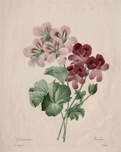 Geranium, 1827. od Pierre Joseph Redouté