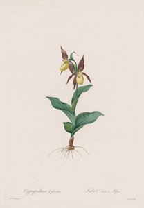 Les Liliacées: Cypripedium calceolus, 1802-1816