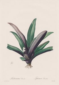 Les Liliacées: Tradescantia discolour, 1802-1816 von Pierre Joseph Redouté