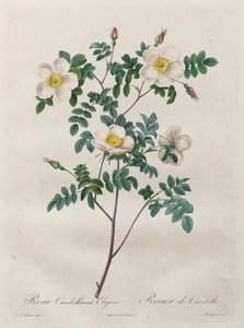 Růže: Rosa Candolleana Elegans, 1817-1824. od Pierre Joseph Redouté