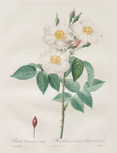 Les Roses: Rosa Damascena, subalba, 1817-1824. od Pierre Joseph Redouté