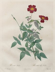 Die Rosen: Rosa indica, 1817-1824 von Pierre Joseph Redouté