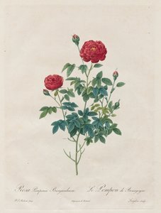 Pompon-Rose, 1817-1824 von Pierre Joseph Redouté