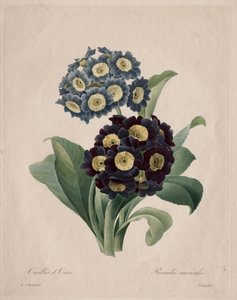 Primula auricula, 1827. od Pierre Joseph Redouté