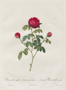 Provence nebo francouzská růže, 1817-1824. od Pierre Joseph Redouté