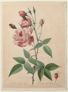 Růže: Čína nebo Bengálská růže, 1817-1824. od Pierre Joseph Redouté