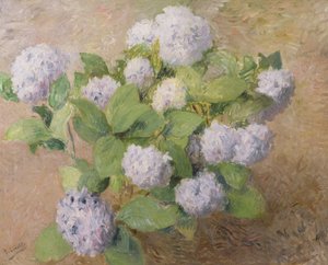 Modré hortenzie