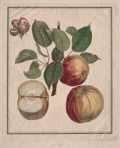 Jablko s listovým a ovocným květem, 1768.