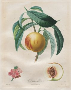 Smlouva o ovocných stromech: kancléř, 1808-1835.