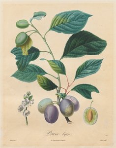 Pojednání o ovocných stromech: Bifer Plum