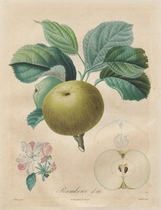 Pojednání o ovocných stromech: Summer Rambour, 1808-1835.
