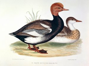 Znázornění talíře rudovlásky od H. Blanchere od Henri de la Blanchere