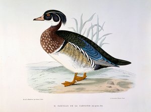 Znázornění Teal Duck of Caroline Plate od H. Blanchere od Henri de la Blanchere