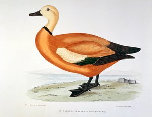 Znázornění kachny tadorne kasarka Planche od H. Blanchere od Henri de la Blanchere