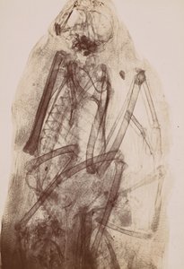 [X-Ray of the Mumie of a Raptor], 1896. od Henri van Heurck