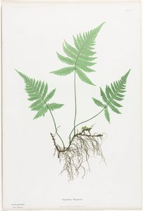 Kapradiny Velké Británie a Irska: Polypodium Phegopteris od Henry Bradbury