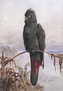 Australský červenoocasý černý kakadu (akvarel a tělová barva na papíře)