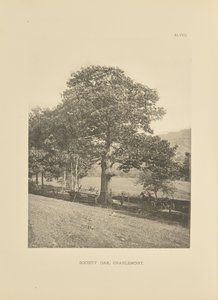 Society Oak, Charlemont od Henry Brooks