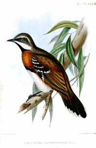 CinclosomaCastaneothoraxRichter