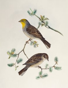 Emberiza cinerea, od Birds of Asia