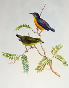 Orange-bellied Flowerpecker (Dicaeum trigonostigma), od Birds of Asia