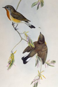 Muškař rudoprsý (Ficedula parva), od Birds of Great Britain