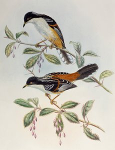 Sibia rufous-backed (Heterophasia annectans), od Birds of Asia