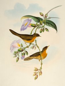 Tawny-bellied Babbler (Dumetia hyperythra), litografie z Birds of Asia