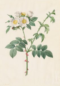 Brier Bush Rose nebo Dog Rose (Rosa Leucantha)