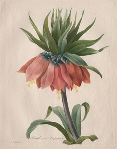 Koruna imperiální Fritillary