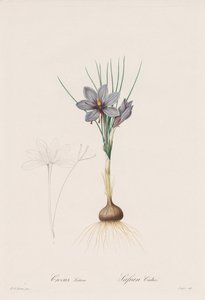 Liliaceae: Crocus Sativus