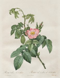 Les Roses: Rose Villosa terpentýn