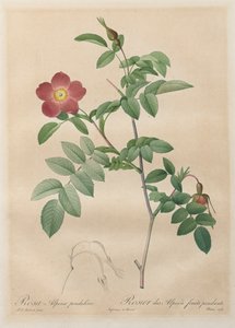 The Roses: Pendulin alpská růže