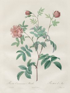 Les Roses: Skořicově růžová