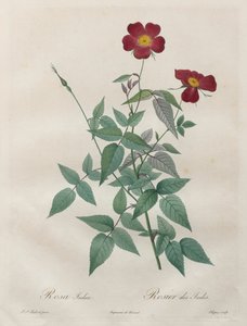 Růže: Rosa indica