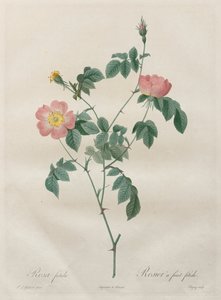 Růže: Rosa indica