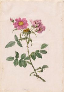 Rosa Monsonian Hill
