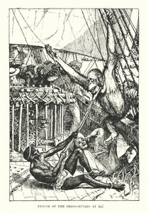 Teror orang-outangů v Sai (rytina) od Henry Justice Ford