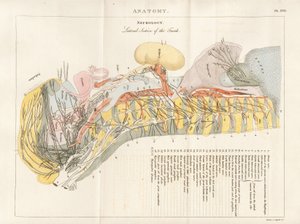 Boční řez trupem - Neurologie