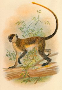 Zelený Guenon, 1897