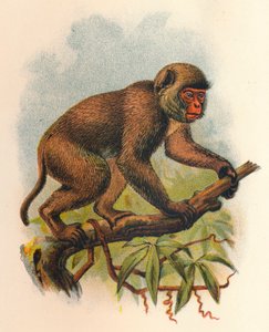 St. Johns Macaque, 1897