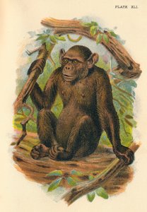 Plešatý šimpanz, 1897