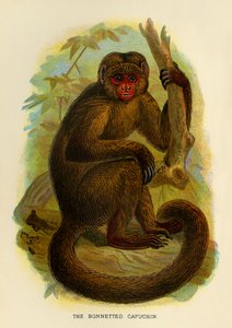 Kapucín s kapucí, 1896