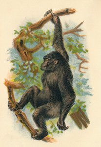 Gorila, 1897