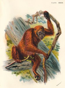 Orang-Utan, 1897