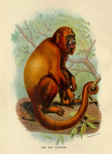 The Red Howler, 1896