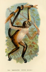 Pestrá pavoučí opice, 1896